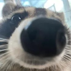 Discord profile of tubbzz